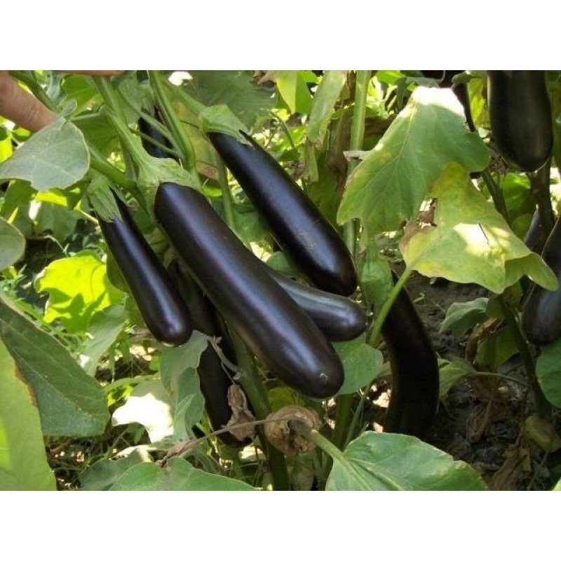 Насіння баклажанів Олексіївський 30 насінин