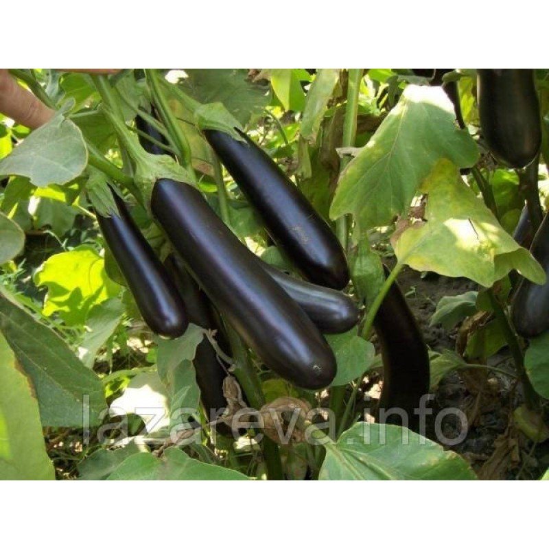 Насіння баклажанів "від Лазаревих" Олексіївський 30-50 насіння Насіння баклажанів "від Лазаревих" Олексіївський 30-50 насіння