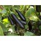 Насіння баклажанів "від Лазаревих" Олексіївський 30-50 насіння Насіння баклажанів "від Лазаревих" Олексіївський 30-50 насіння