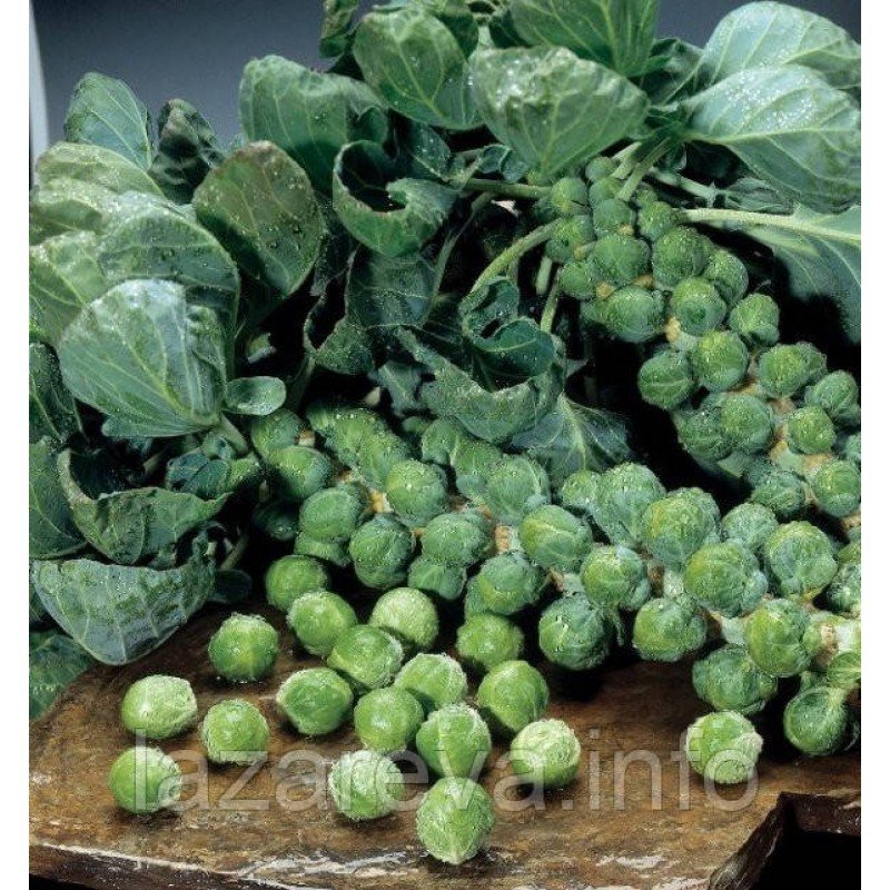 Насіння капусти Брюссельска 100 нас Насіння капусти Брюссельска 100 нас