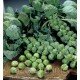 Насіння капусти Брюссельска 100 нас Насіння капусти Брюссельска 100 нас