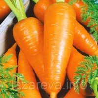 Насіння моркви Шантане Роял 10 г Насіння моркви Шантане Роял 10 г