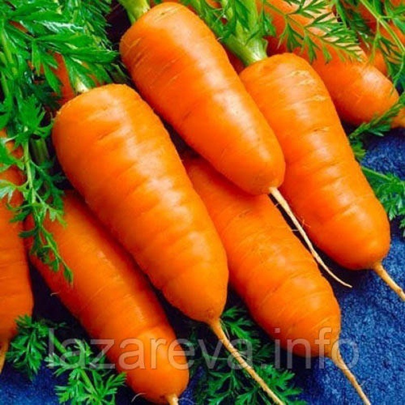 Насіння моркви Шантане Роял 10 г Насіння моркви Шантане Роял 10 г