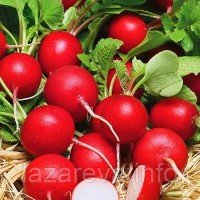 Семена редиса "от Лазаревых" Сора 3 г