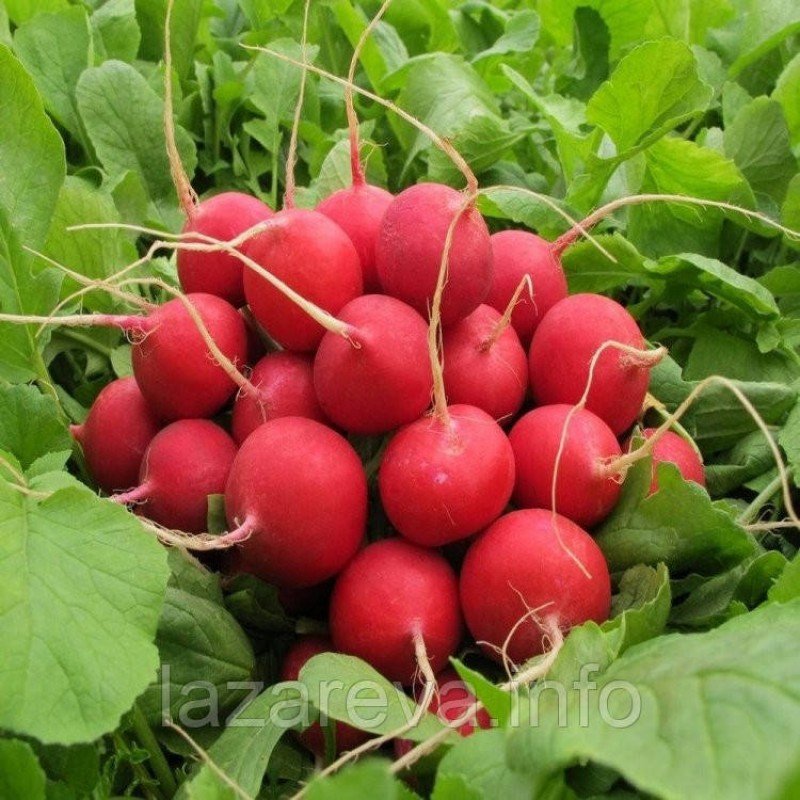 Семена редиса "от Лазаревых" Сора 3 г Семена редиса "от Лазаревых" Сора 3 г