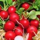 Семена редиса Сора 3 г