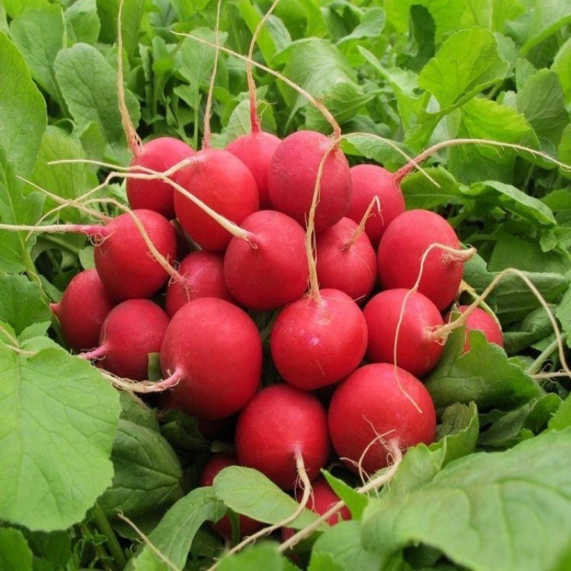 Семена редиса Сора 3 г