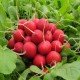 Семена редиса Сора 3 г