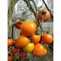 Семена томата Звездопад F1 10 сем