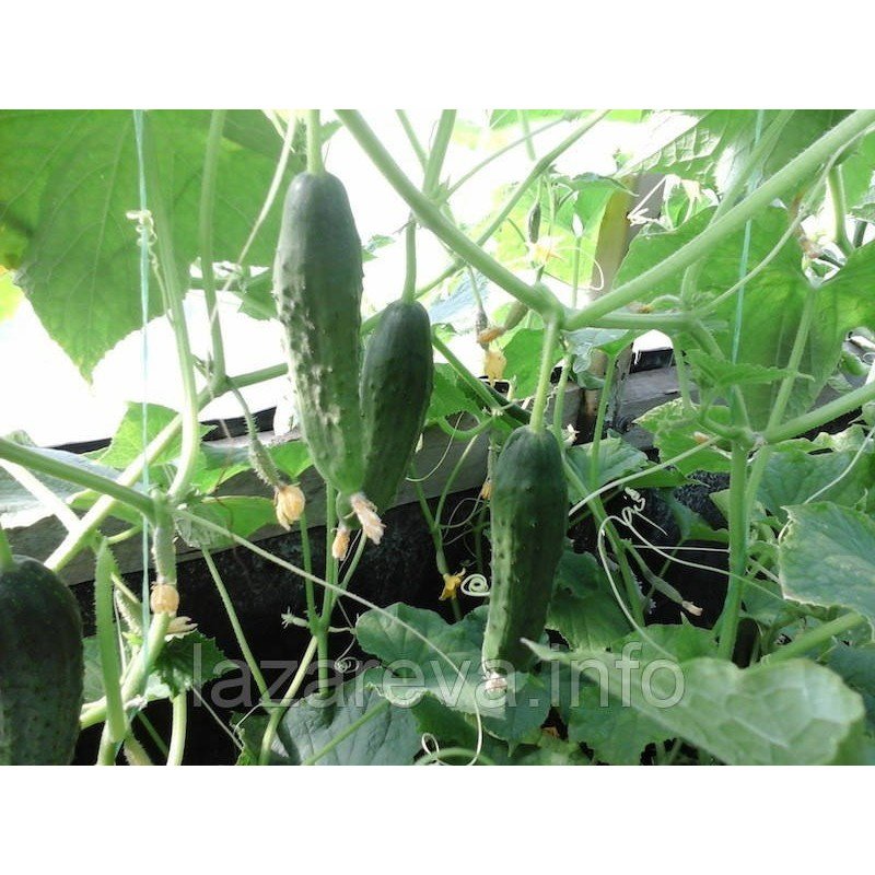 Насіння огірка Бомбей F1 10 насіння Насіння огірка Бомбей F1 10 насіння