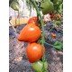 Насіння томату Пастух 10 насінин Насіння томату Пастух 10 насінин