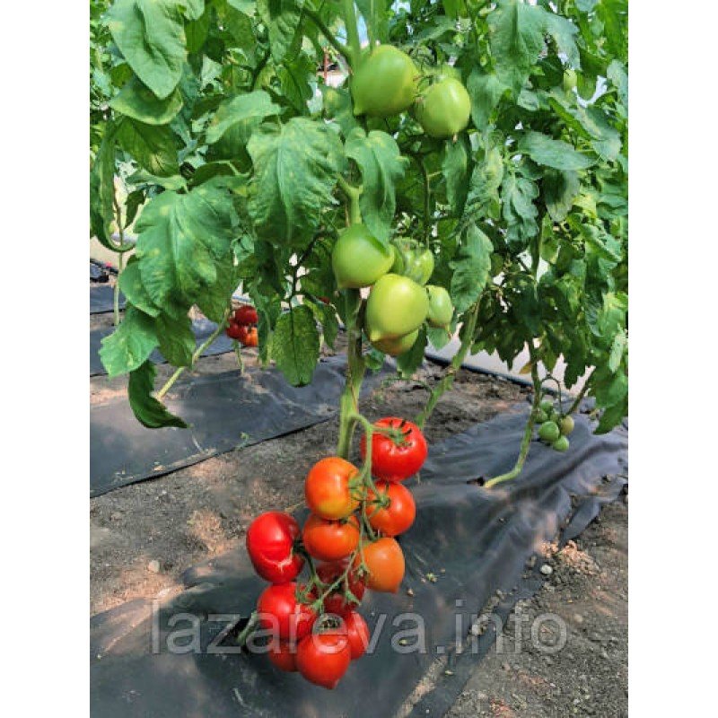 Насіння томату Пастух 10 насінин Насіння томату Пастух 10 насінин