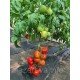 Насіння томату Пастух 10 насінин Насіння томату Пастух 10 насінин