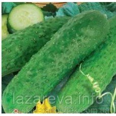 Насіння огірка Любчик F1 0.5 грама