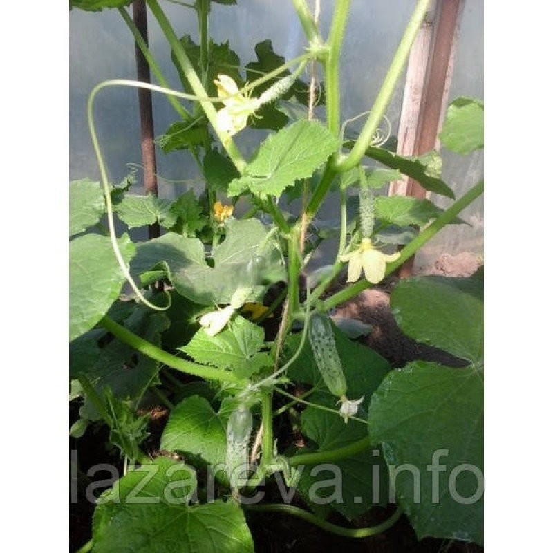 Насіння огірка Семкросс F1 0.5 грама Насіння огірка Семкросс F1 0.5 грама