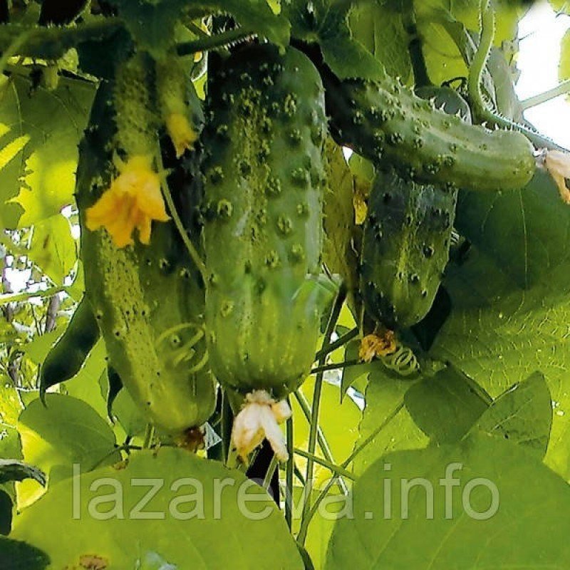 Насіння огірка Семкросс F1 0.5 грама Насіння огірка Семкросс F1 0.5 грама