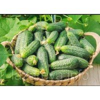 Семена огурца Нежинский местный 0,5 гр Семена огурца Нежинский местный 0,5 гр