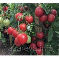 Насіння томату Малиновий землероб F1 10 нас Насіння томату Малиновий землероб F1 10 нас