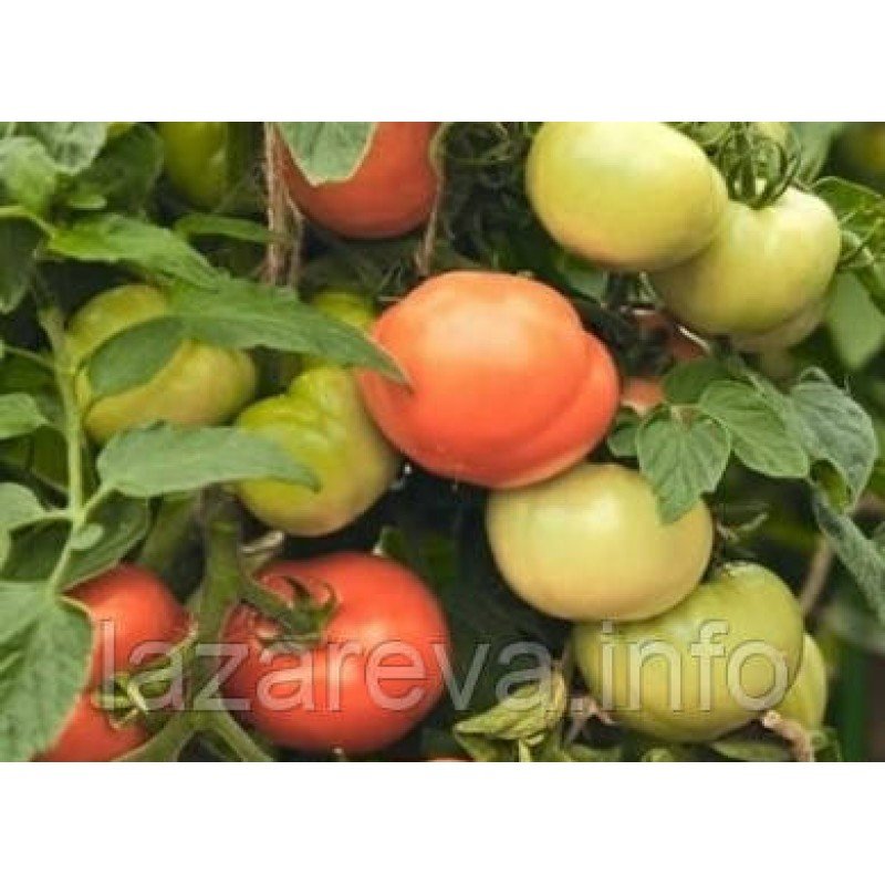 Семена томата Лирика F1 10 семян