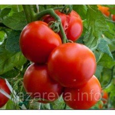Насіння томату Любаша F1 10 нас