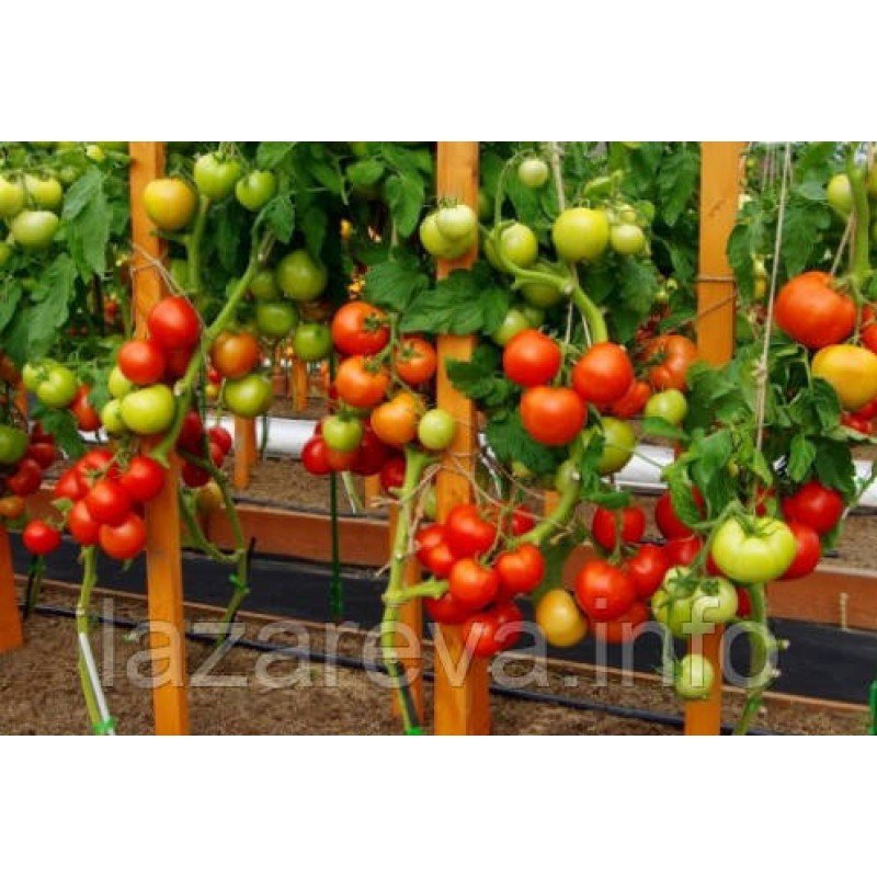 Насіння томату Софа F1  10 насінин Насіння томату Софа F1  10 насінин