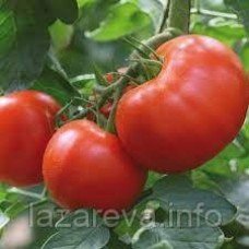 Насіння томату Дума F1 10 насінин
