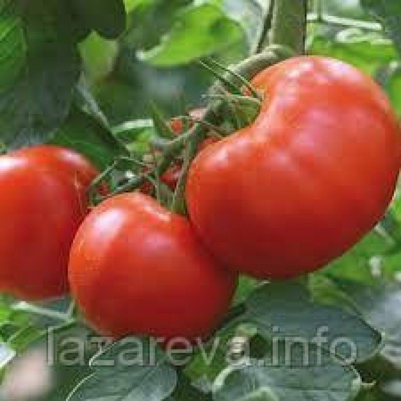 Насіння томату Дума F1 10 насінин Насіння томату Дума F1 10 насінин