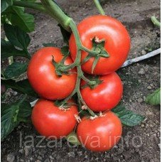 Насіння томату Лас-Вегас F1 10 насінин