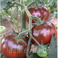 Семена томата Черный деликатес F1 10 семян Семена томата Черный деликатес F1 10 семян