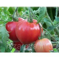 Семена томата Розовый Спам F1 10 сем Семена томата Розовый Спам F1 10 сем