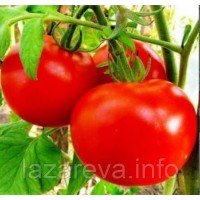 Семена томата Есения F1 10 семян