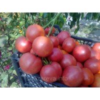 Насіння томату Рожеве захоплення F1 10 нас Насіння томату Рожеве захоплення F1 10 нас