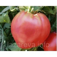 Насіння томату R-10 15 нас