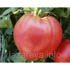 Насіння томату R-10 15 нас