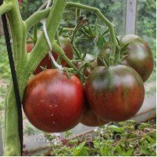 Насіння томату Антоновка чорна 15 насінин