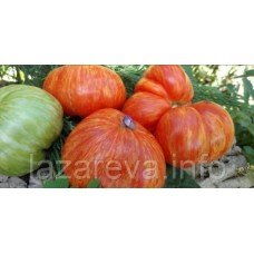 Насіння томату Джаз райдужний 15 насінин