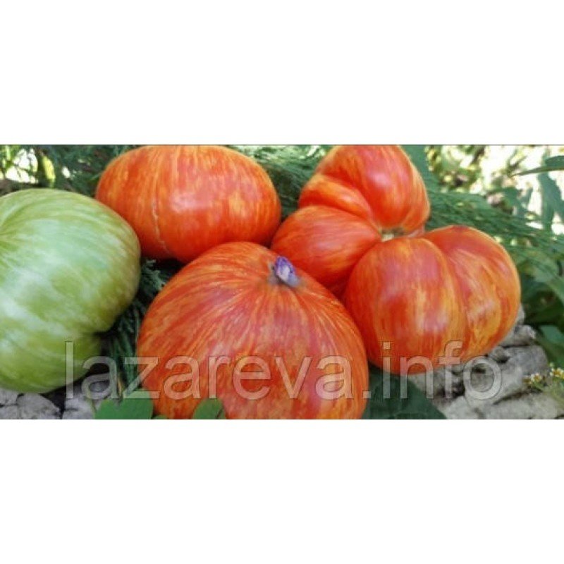 Насіння томату Джаз райдужний 15 насінин Насіння томату Джаз райдужний 15 насінин