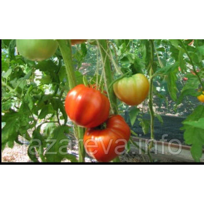 Насіння томату Замок Шартр 15 насінин Насіння томату Замок Шартр 15 насінин