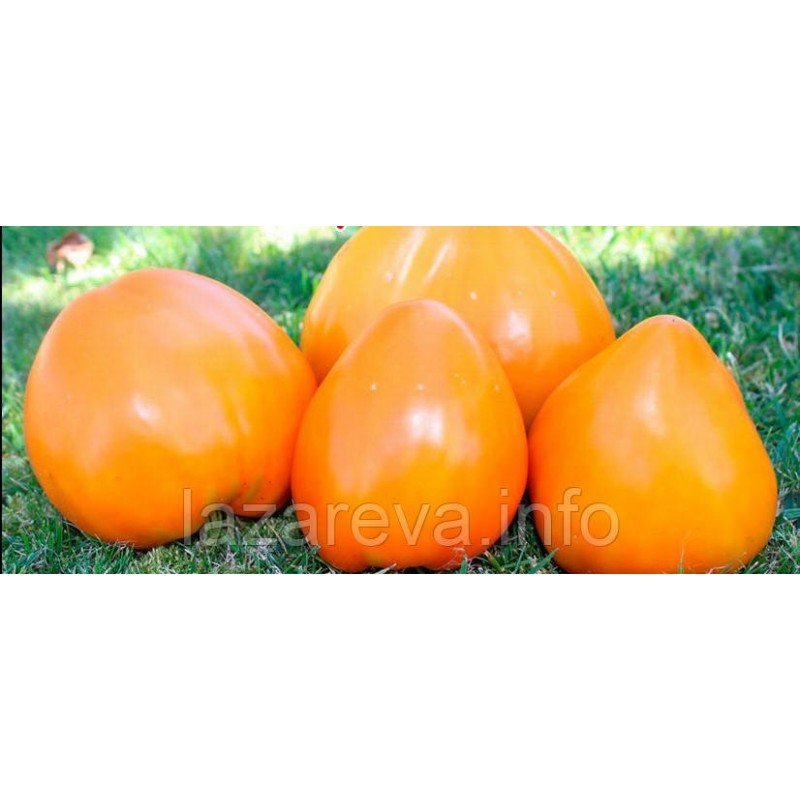 Насіння томату Золотой ларєц 15 насінин