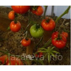 Насіння томату Червоний горизонт закату 15 насінин
