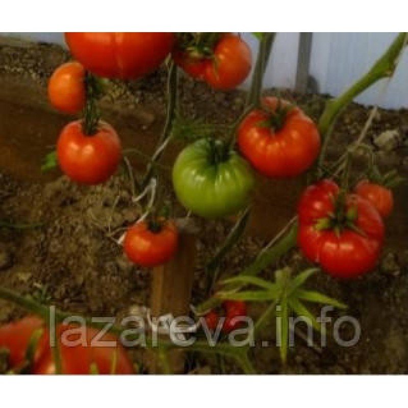 Насіння томату Червоний горизонт закату 15 насінин Насіння томату Червоний горизонт закату 15 насінин