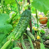 Насіння огірка Вересень 20 насінин Насіння огірка Вересень 20 насінин