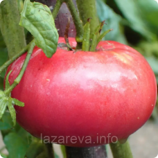 Насіння томату Маг 15 насінин