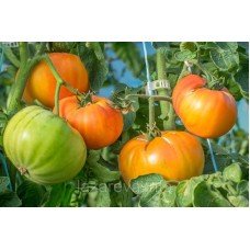 Семена томата Мамонт немецкий золотой "Mammoth German Gold" 15 семян