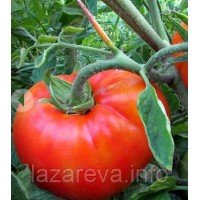 Семена томата Времена года 15 сем Семена томата Времена года 15 сем
