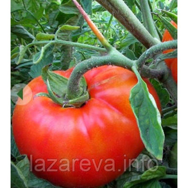 Семена томата Времена года 15 сем Семена томата Времена года 15 сем