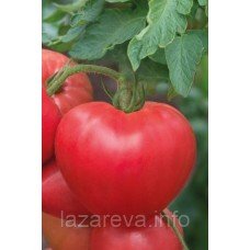 Насіння томату Придніпровський серцевидний 15 насінин