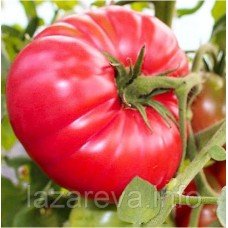 Насіння томату Рожевий бегемот 15 насінин