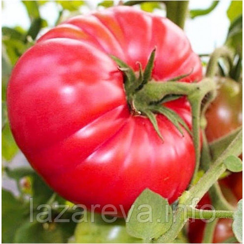Семена томата Розовый бегемот 15 семян Семена томата Розовый бегемот 15 семян