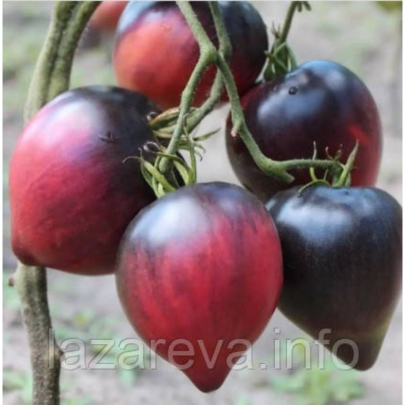 Насіння томату Сержант Пеппер (Sgt Pepper's) 15 насінин